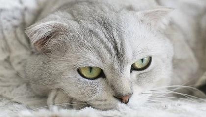 英超现场突发状况！裁判被曝赛后指控，皇马球员反应激烈